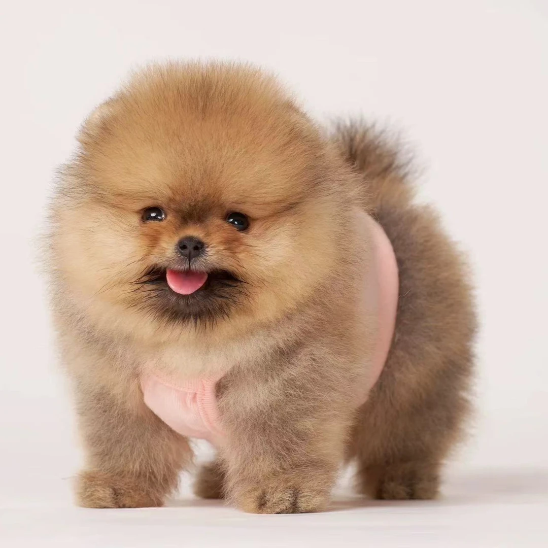 小博美犬俊介犬比熊宠物狗狗聪明温顺友好奔向你摇粒绒小狗