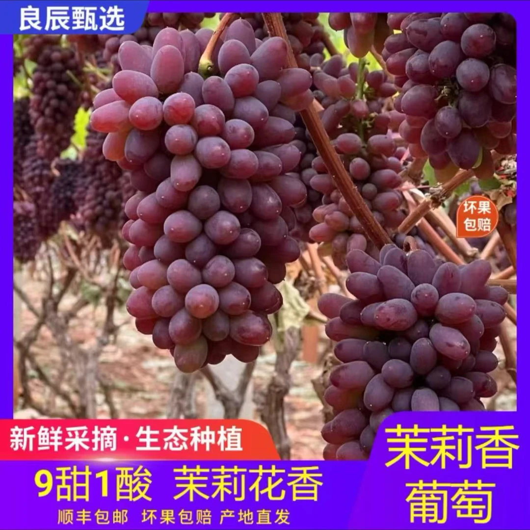 【茉莉香葡萄】1-3斤自然成熟 无籽无筋 脆甜多汁0农残0激素 现采现摘河北省