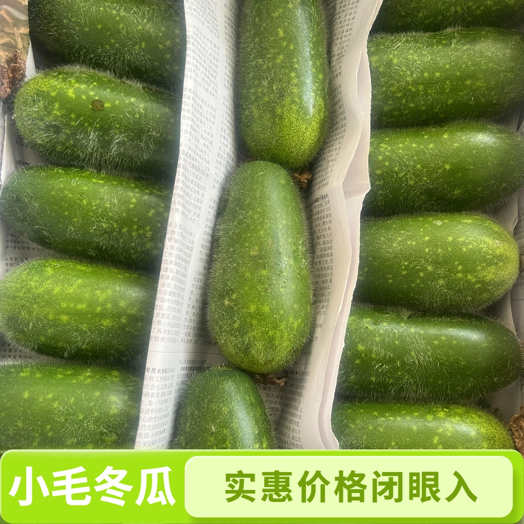 贵州新鲜毛节瓜小冬瓜露天种植现摘毛节瓜水影瓜