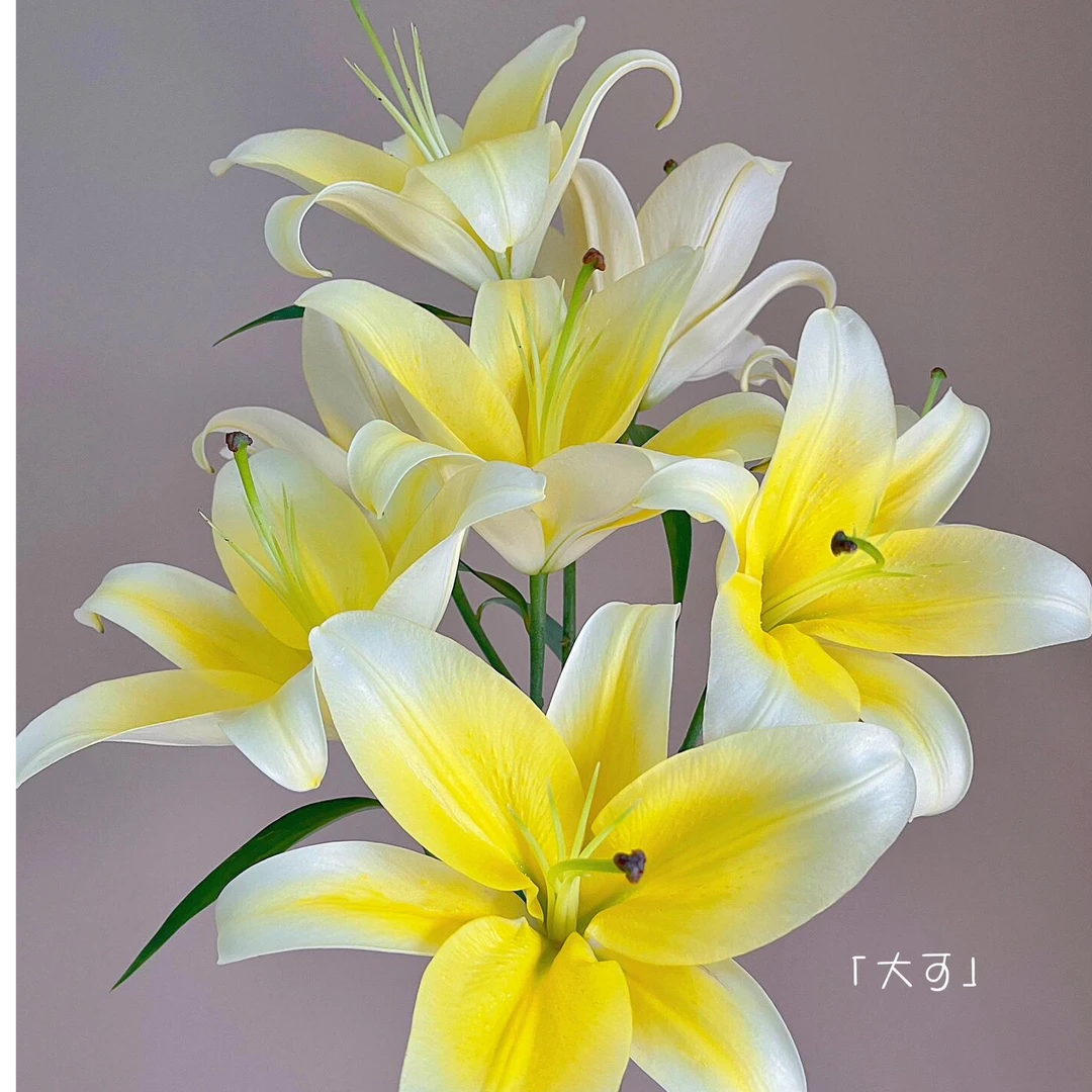 黄百合 黄色香水百合生花苞发货百合花赠送保鲜剂新鲜