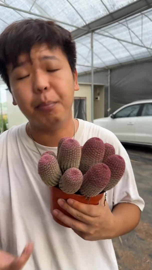 9头起发 红太阳【带根】