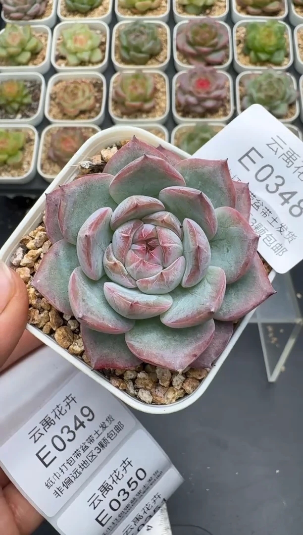 348E云禹多肉植物 带盆土纸巾打包 3颗包邮