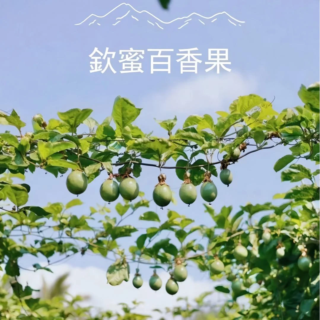 海南高山纯甜钦蜜百香果（内蒙包邮海南直发）