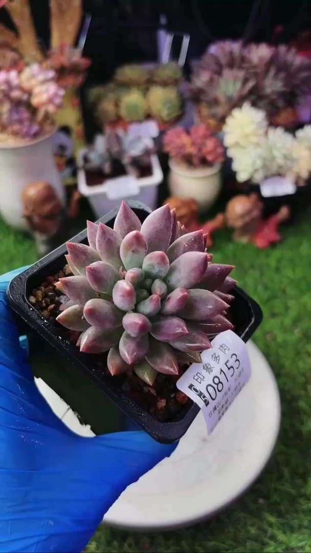 昆明印象多肉08153