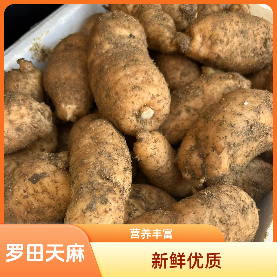 大别山区罗田红天麻炖汤高营养新鲜天麻生天麻