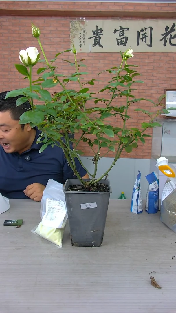当前无花朵，栽培后可花朵妆点