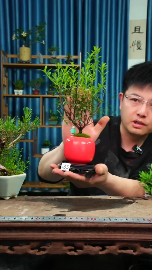 无花朵苔藓微景观185号