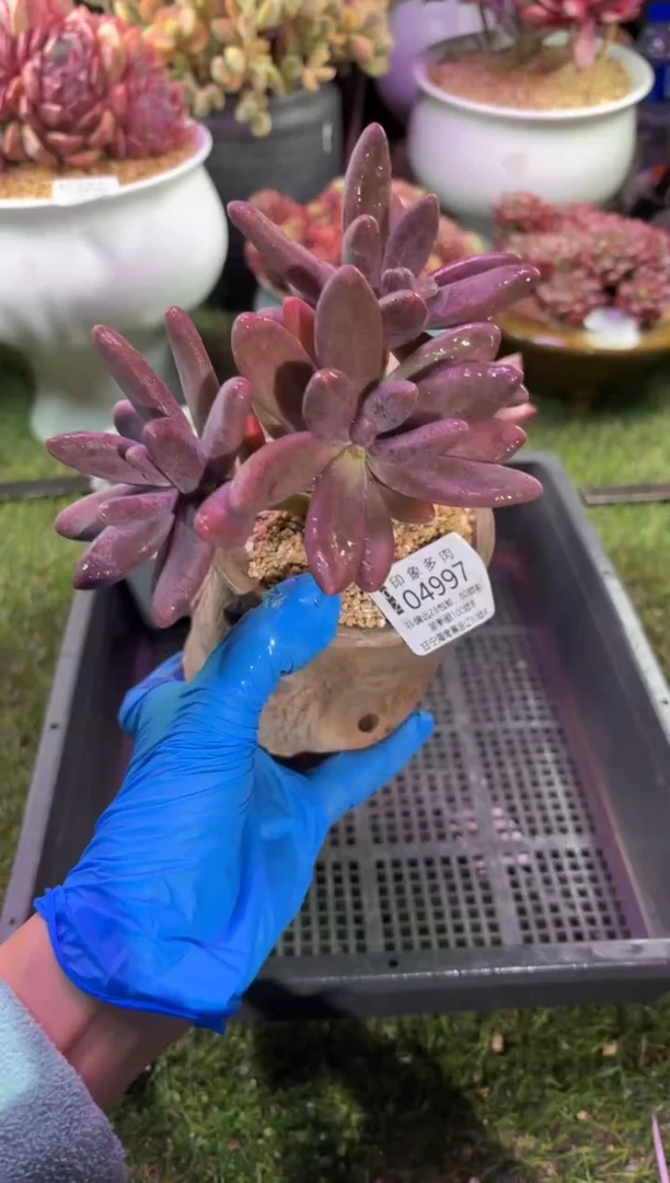 【闪购商品】04997