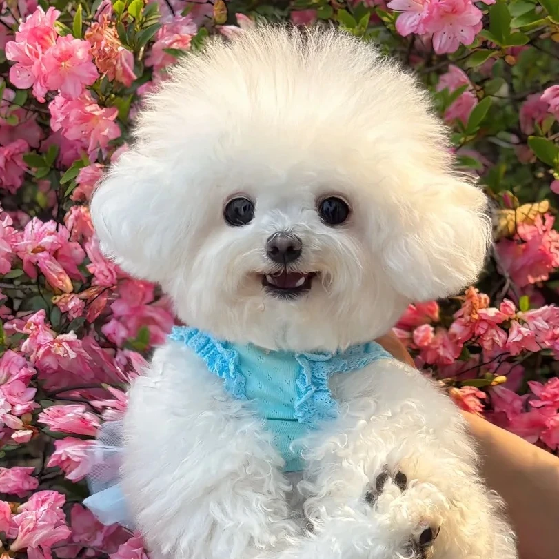 【星宠界】萌宠宠物幼犬