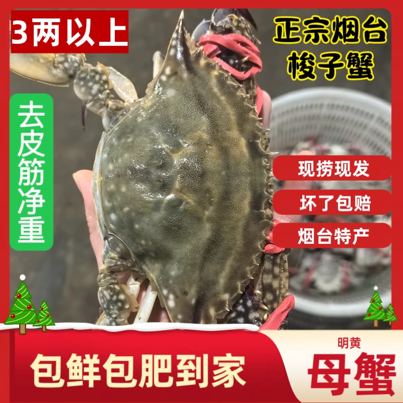 烟台梭子蟹单只3两以上带黄母蟹充氧活发【保鲜不保活】顺丰包邮2斤