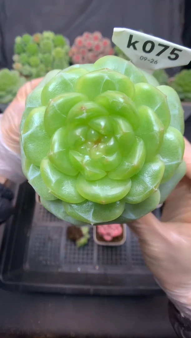 k075 遥遥珍妮 可带盆土 379