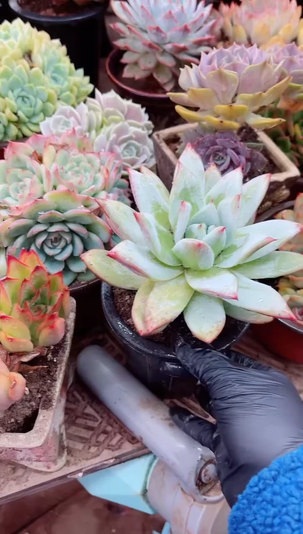 小****.17046多肉植物一物一拍