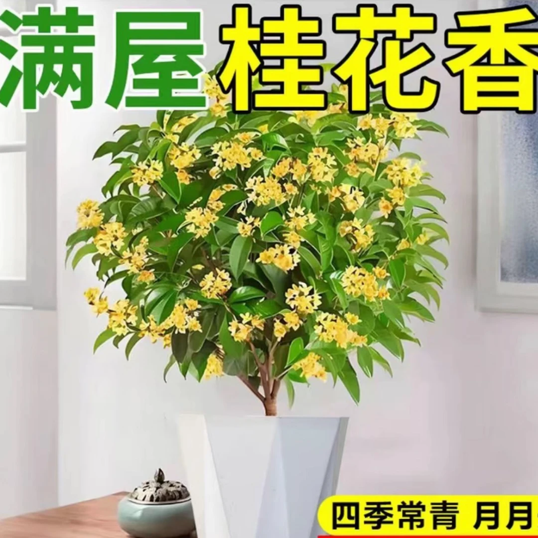 【带花苞】四季桂花树盆栽带香味花期长室内外庭院好养花卉绿植
