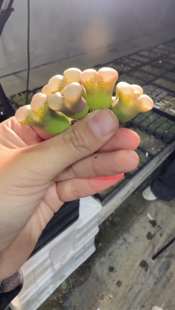 【天津专属】172多肉植物肉锥粉云纱一颗