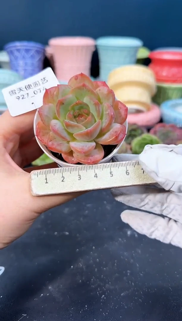 927-074青山（冠幅6cm）