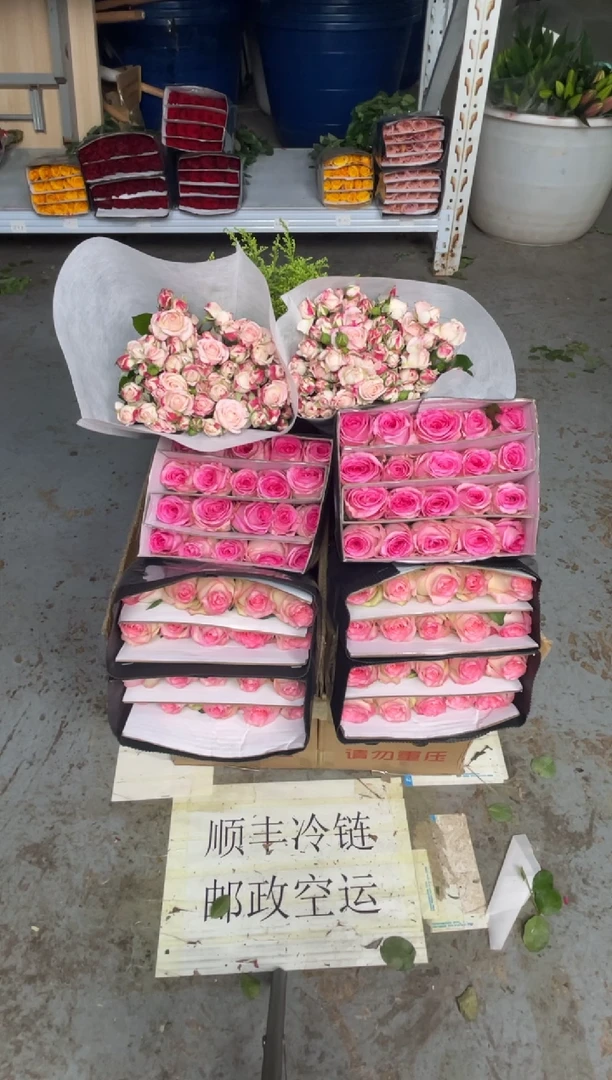 艾沙20枝+洛神20枝+折射10枝+黄莺