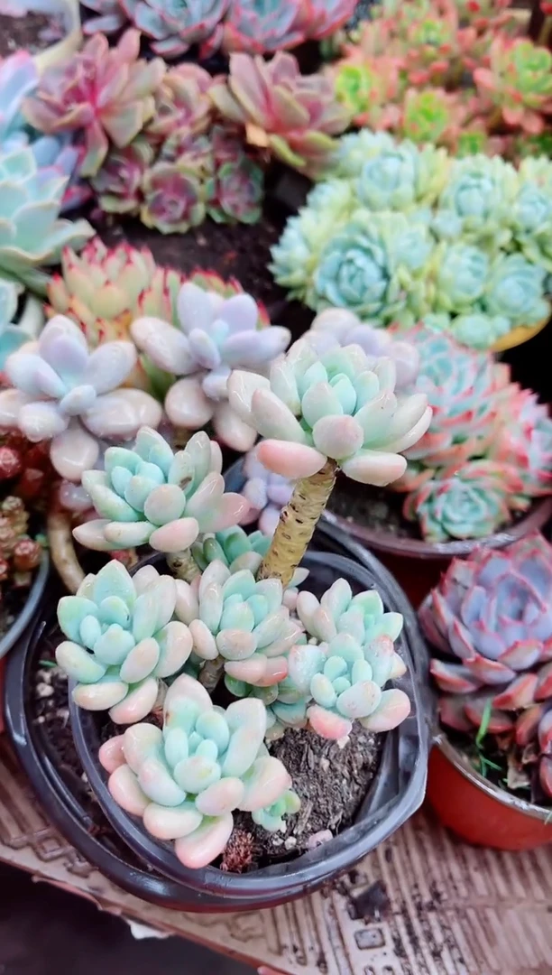 04004多肉植物一物一拍