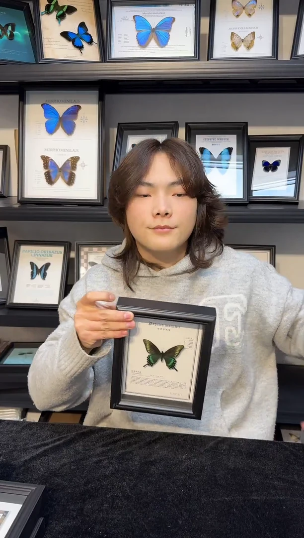 玻璃真实蝴蝶标本