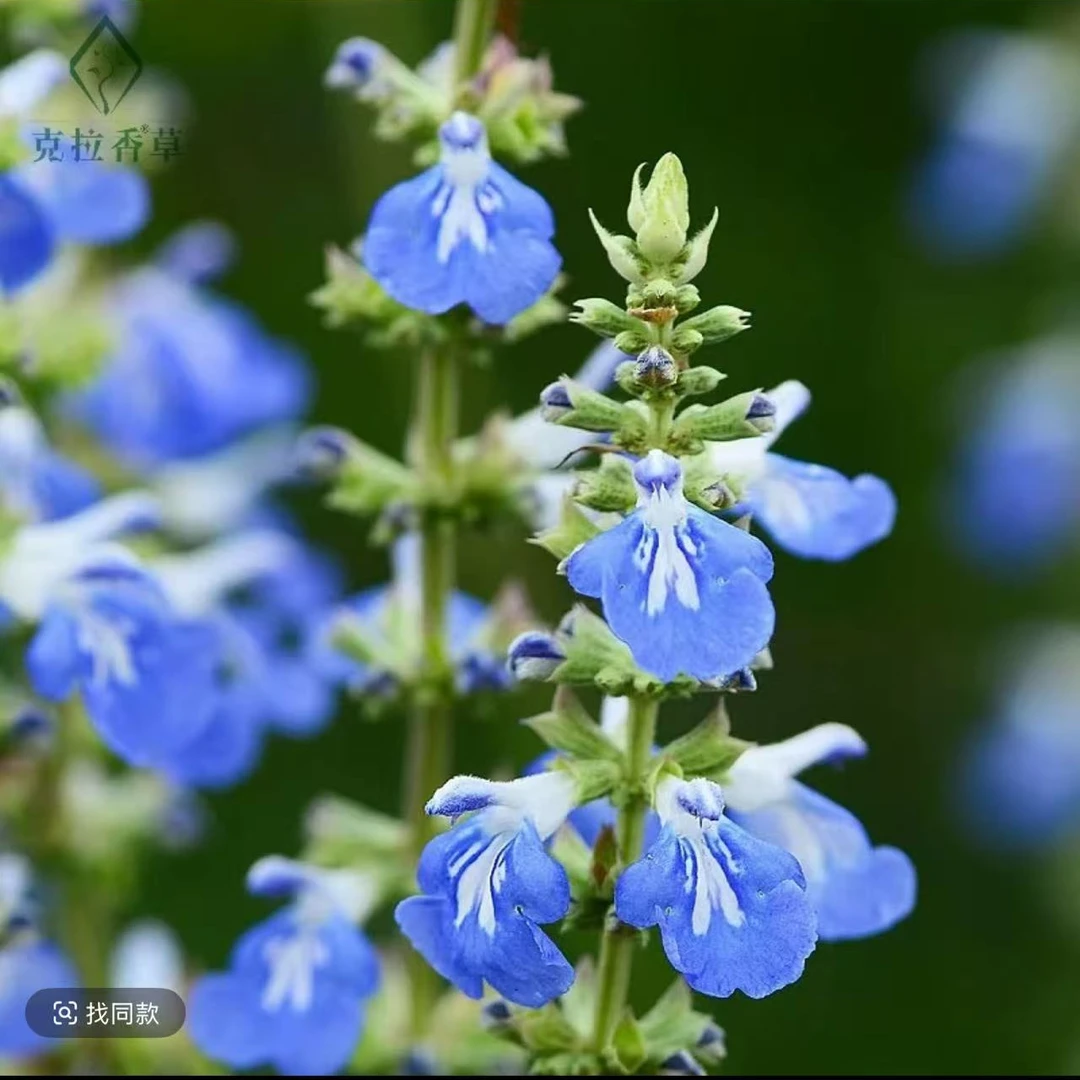 【天蓝鼠尾草】不可食用香草植物盆栽克拉香草清新芳香切花做