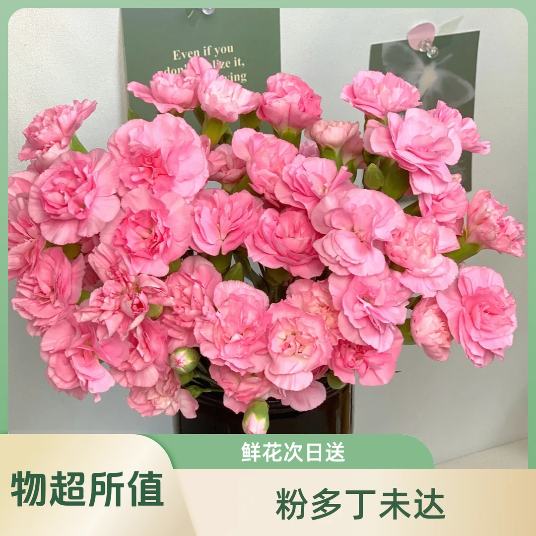 【花鲜丰】粉色多丁康乃馨10枝装鲜花次日达家居装饰家具插花