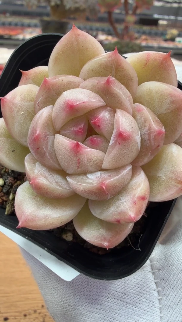 东云多肉园二店-73