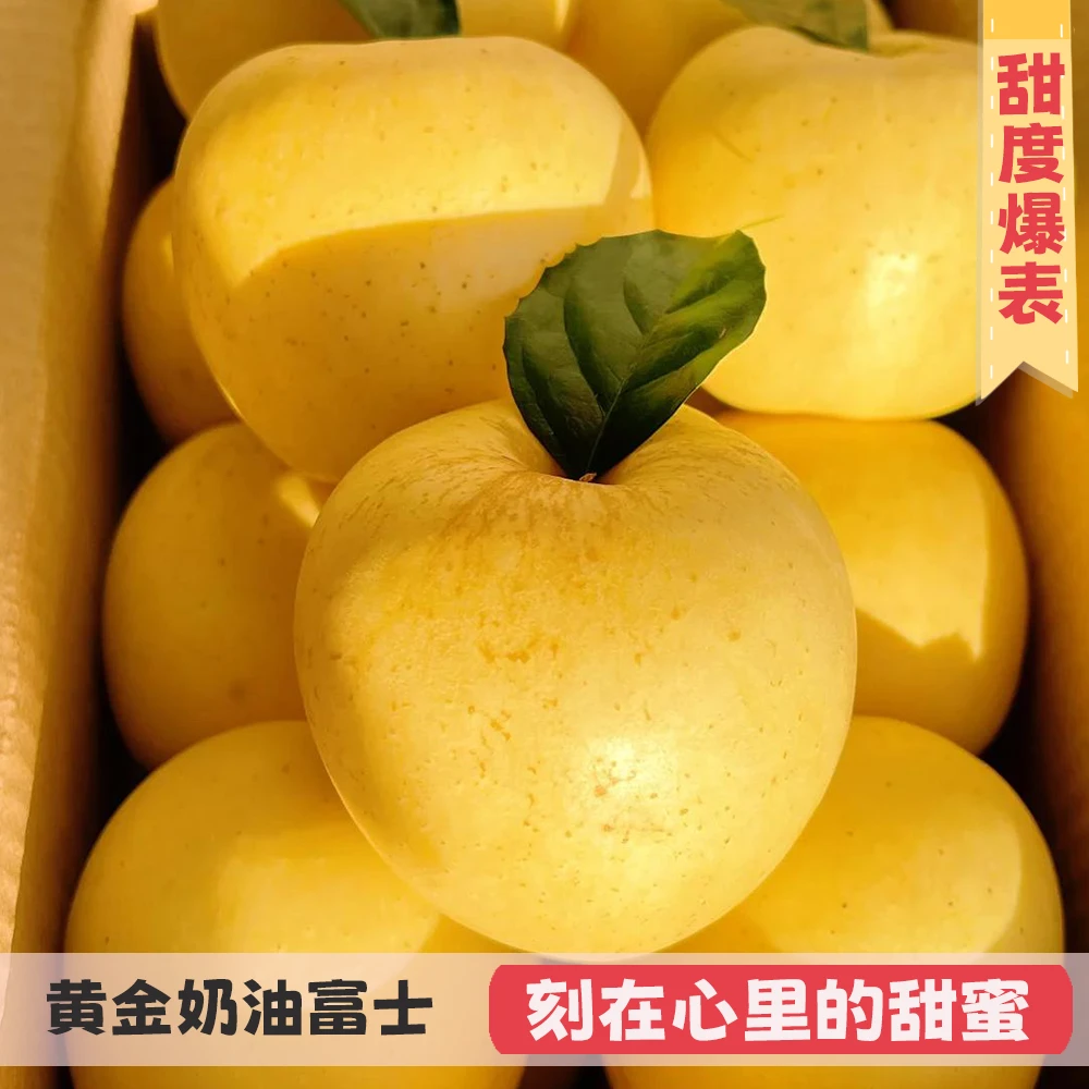 【纯甜无酸】山东烟台正宗黄金奶油富士苹果现摘产地直发脆甜多汁