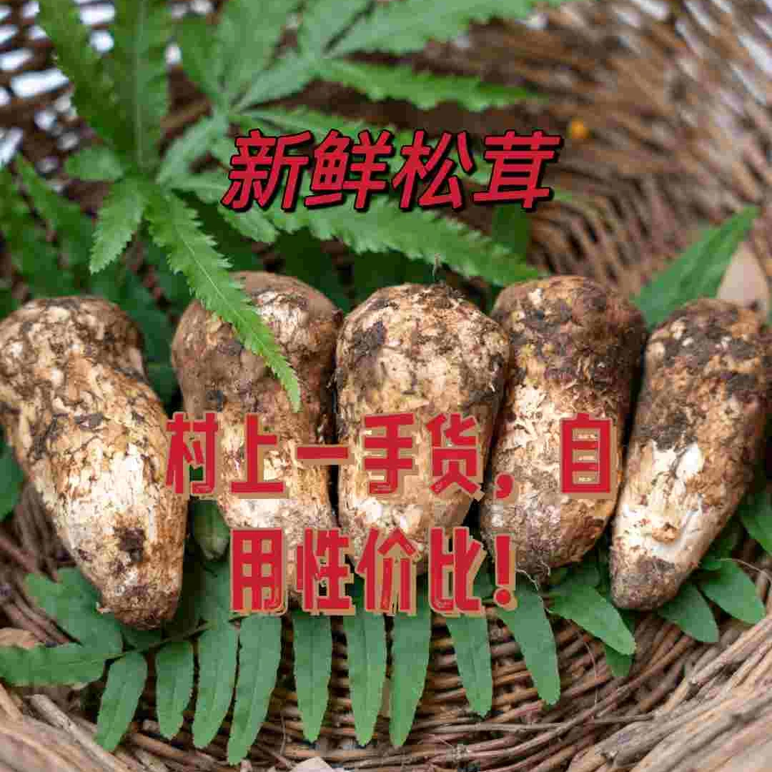 【一物一拍】2-4厘米新鲜松茸现挖松茸推荐自用