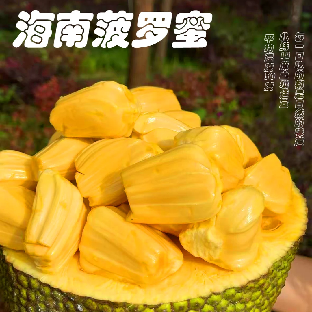 直播选果海南黄肉干苞菠萝蜜新鲜现发热带水果整个包邮（粉丝＋3斤）