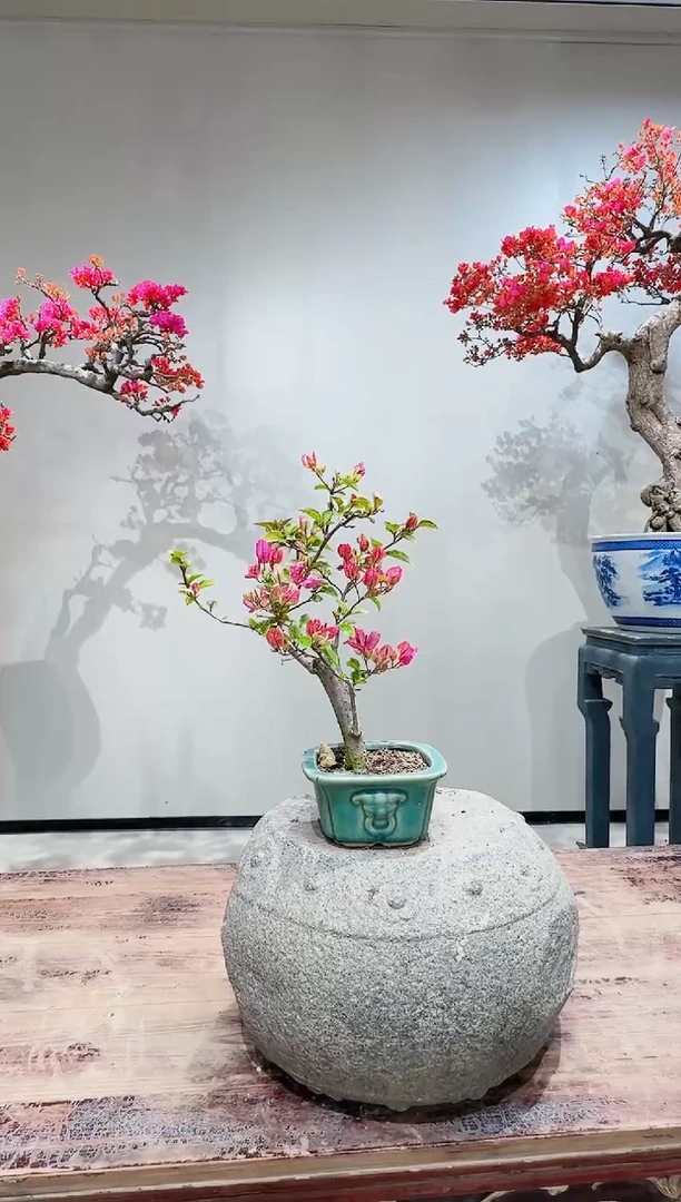 【闪购商品】盆景章红樱三角梅