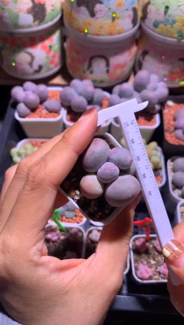 米可奶酪多肉有砍，满28包邮，不满发一个叶片到付