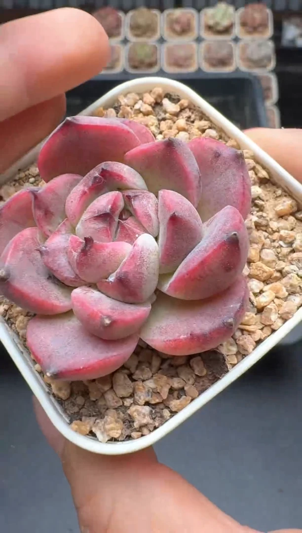 【闪购商品】475A号一物一拍多肉花卉植物拍3颗起发