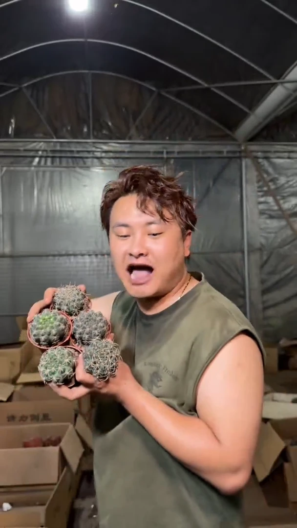 5颗 实生根 绯花玉 4-6cm