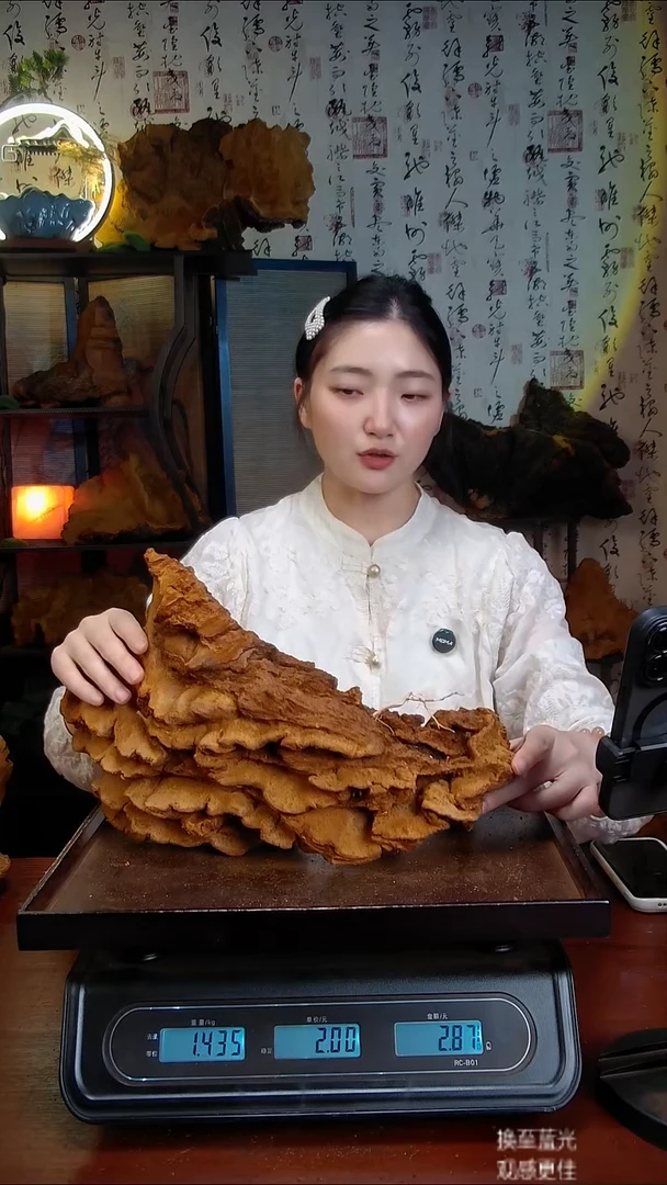松针层孔菌中国大陆【藏区】松树桑黄（2.78斤）40-50年份