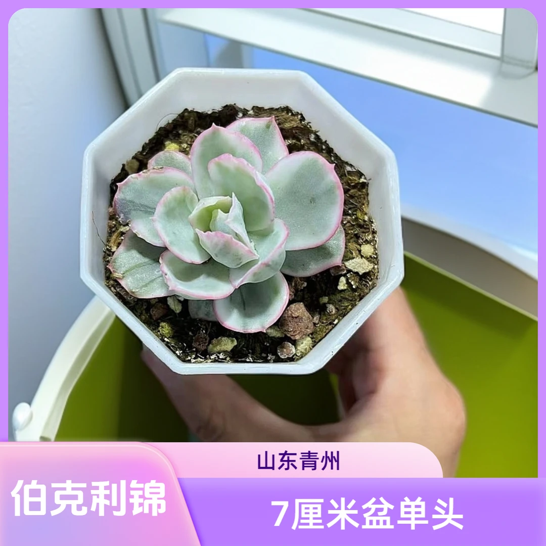 伯克利锦单头7厘米盆老桩多肉