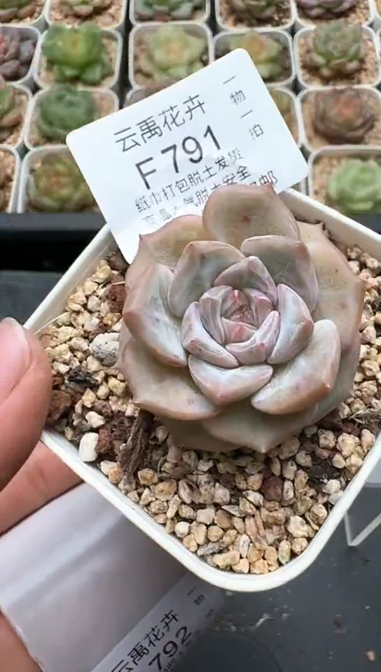 791F云禹多肉植物 默认脱土纸巾打包 3颗包邮