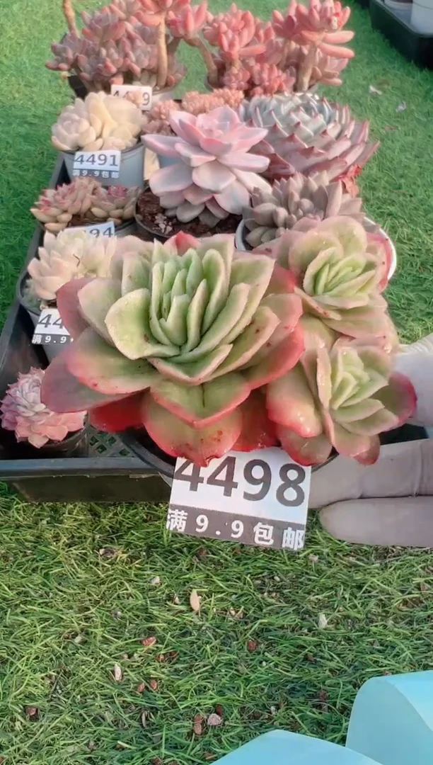 【闪购商品】信福多肉一物一拍