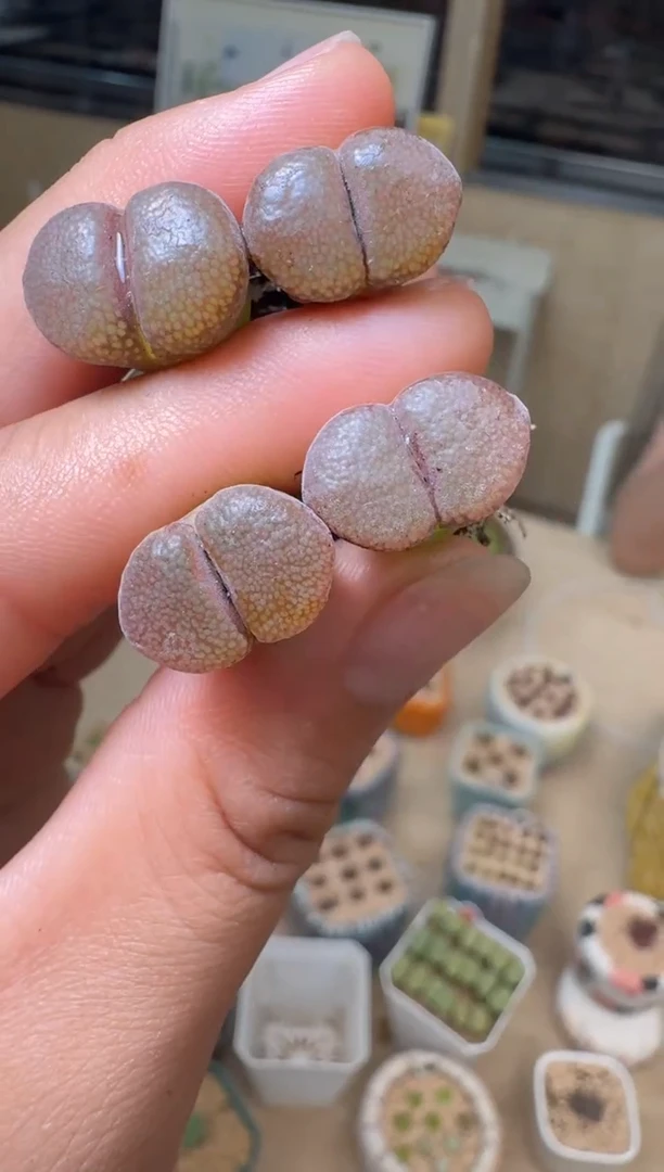 7.4-50多肉植物风铃一颗