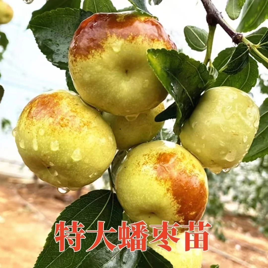 蟠枣树苗嫁接特大沾化冬枣树苗盆栽南北方种地载庭院果树当年结果