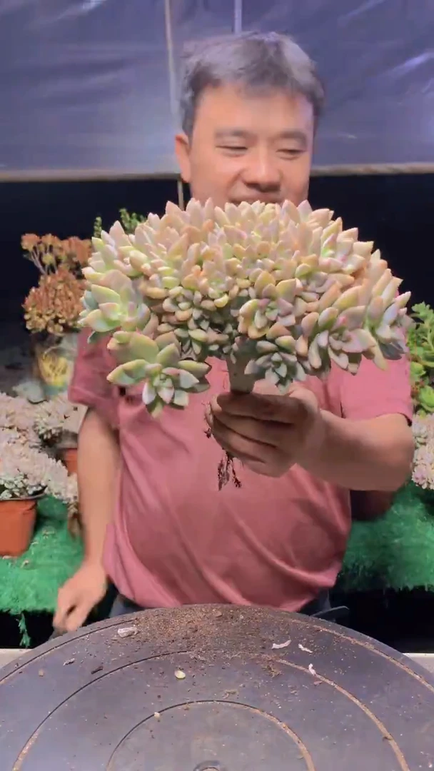 332淡雪缀化一物一拍