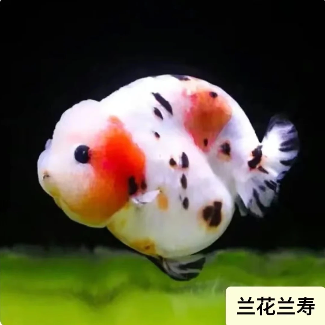 阿牛兰寿福袋奖品