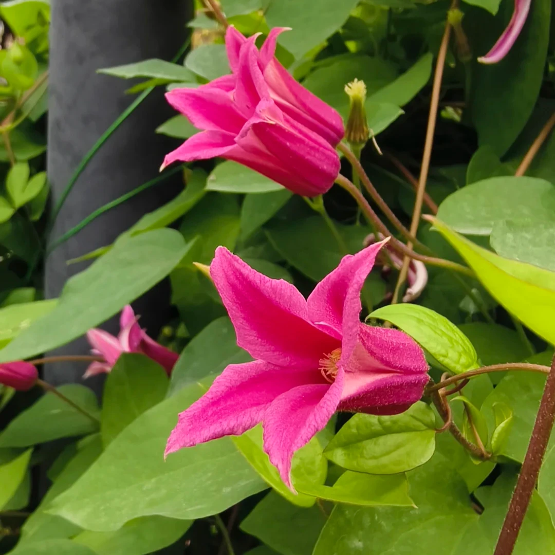 蓝坤园艺 铁线莲(戴安娜王妃）德克萨斯组花卉植物