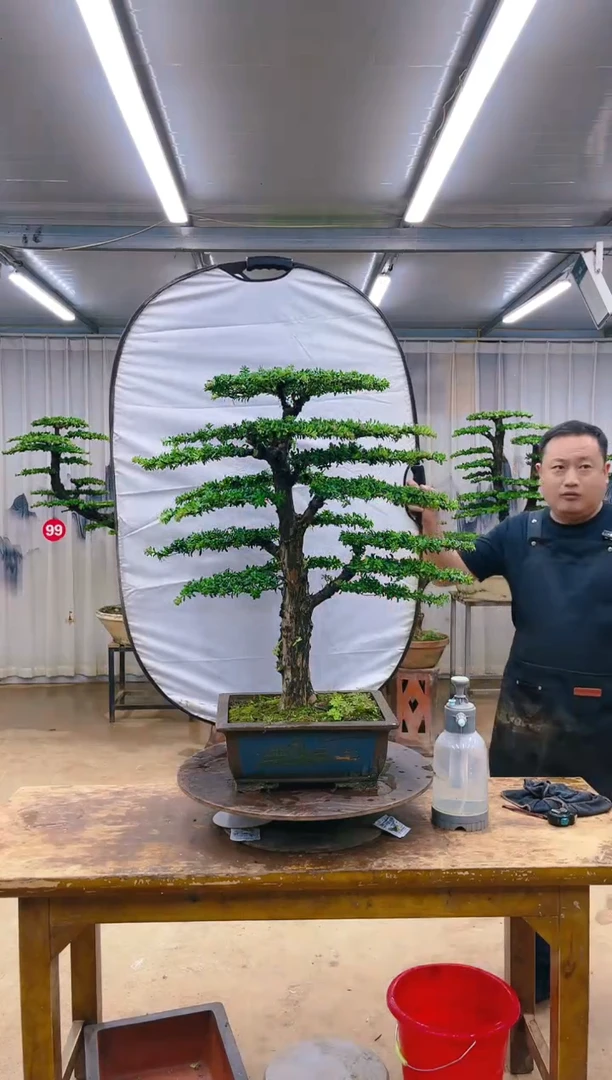 无花朵精品盆景  一物一拍