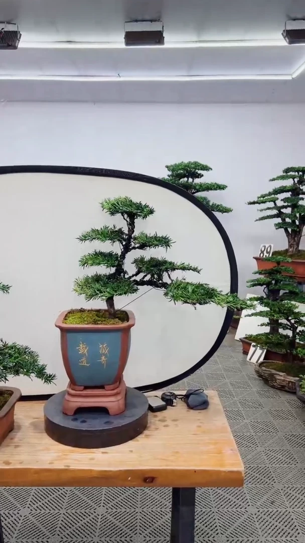 无花朵造型盆景一物一拍