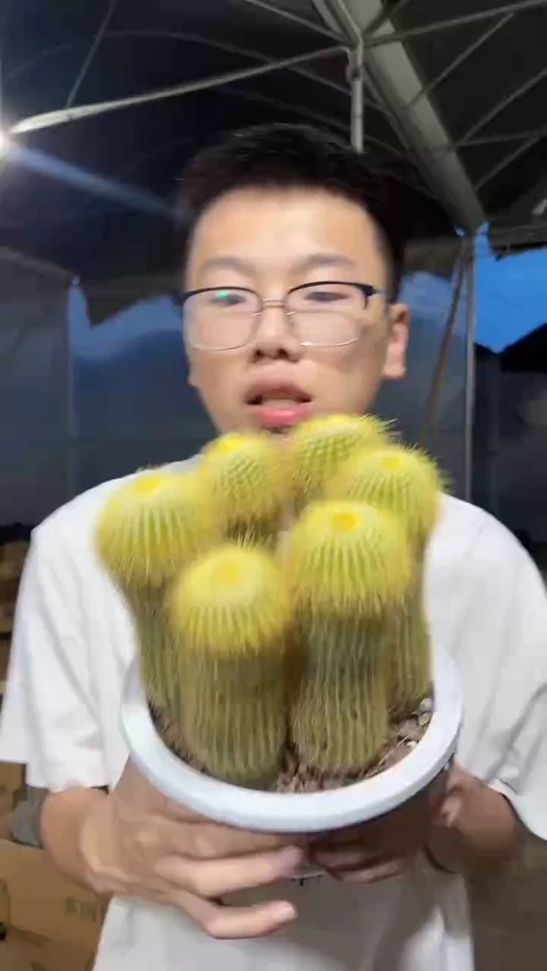 2颗 大单头 金丝猴