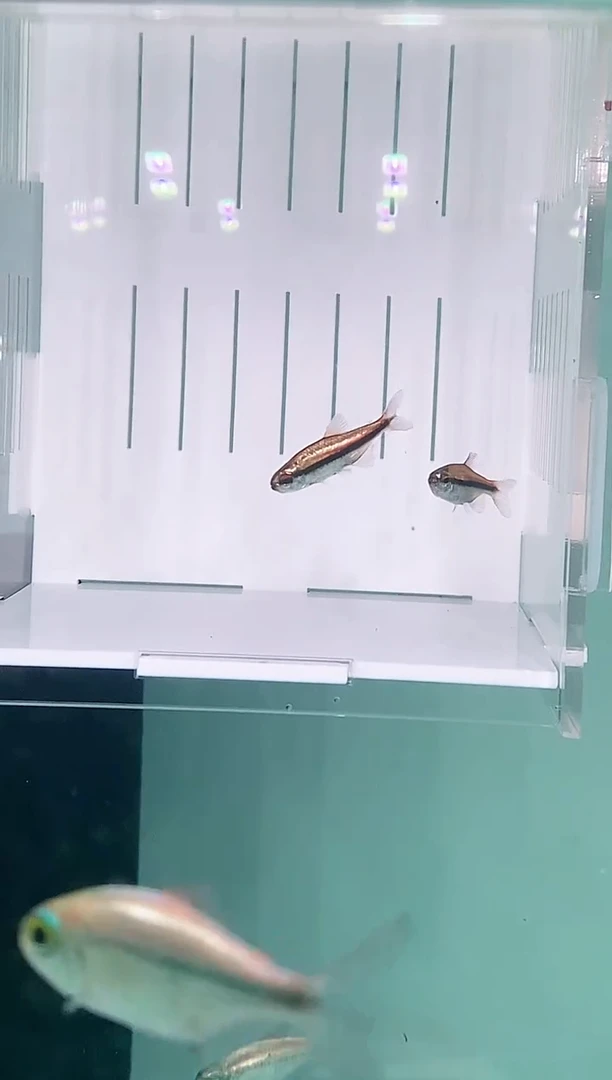 灯科鱼白金巧克力