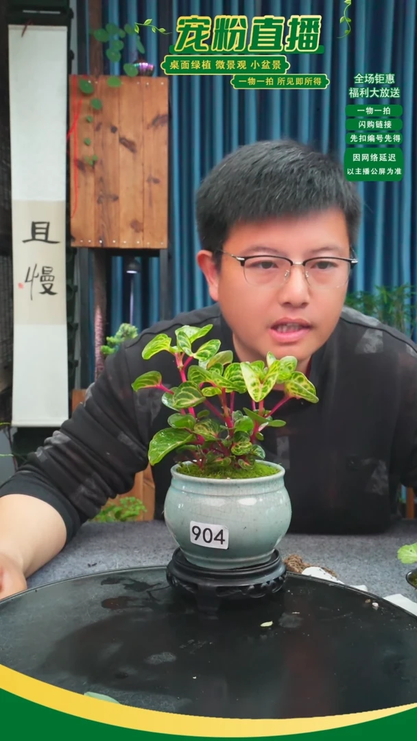 无花朵已*苔藓微景观904号