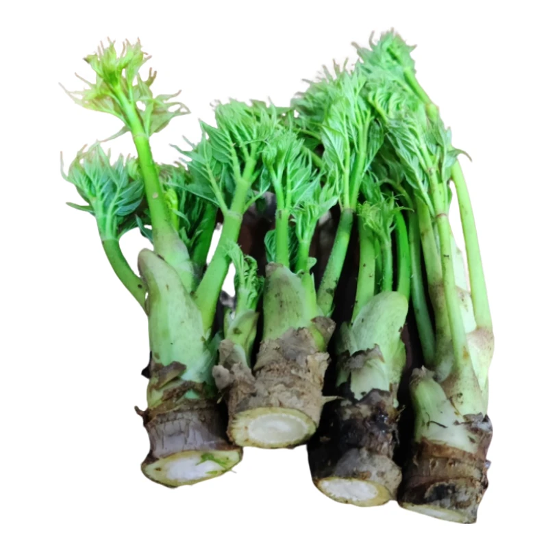 东北当地山野菜刺嫩芽每天新鲜发货现摘保温箱冰袋吸水棉顺丰包邮