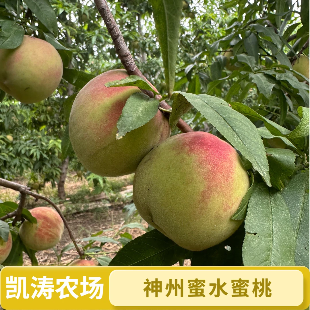 天津本地神州蜜 水蜜桃 脆香甜现摘现发 京东或顺丰包邮天津市