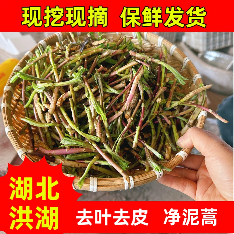 湖北长江边现挖新鲜泥蒿 去叶去根净泥蒿