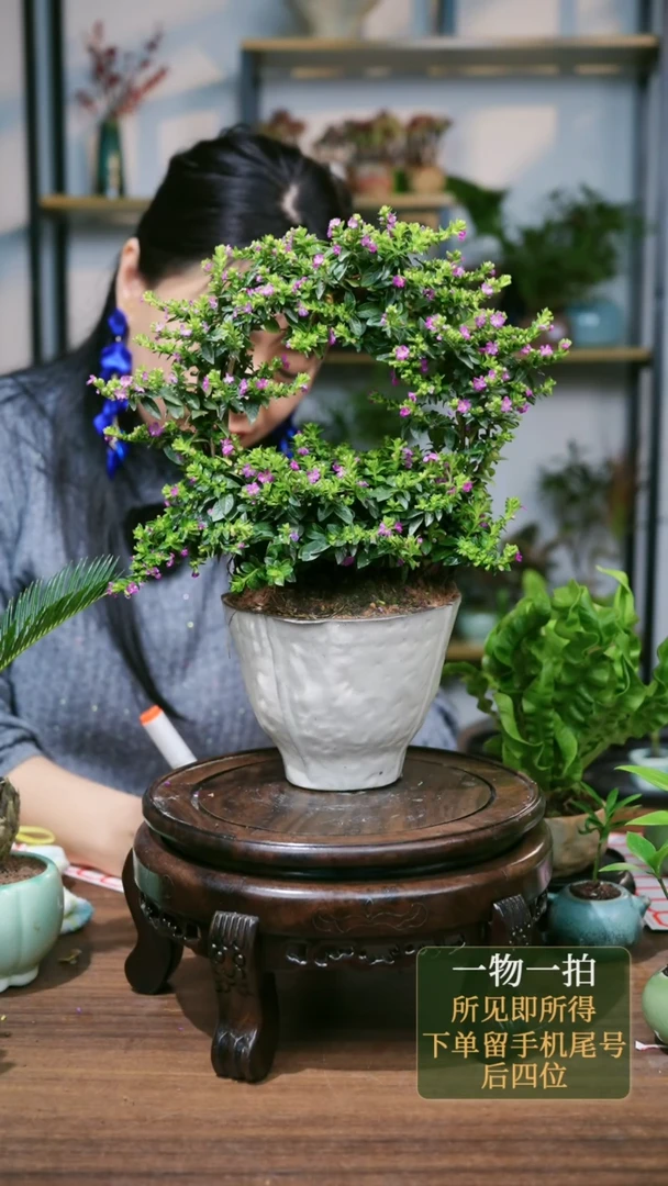 【闪购商品】51--8833满天星